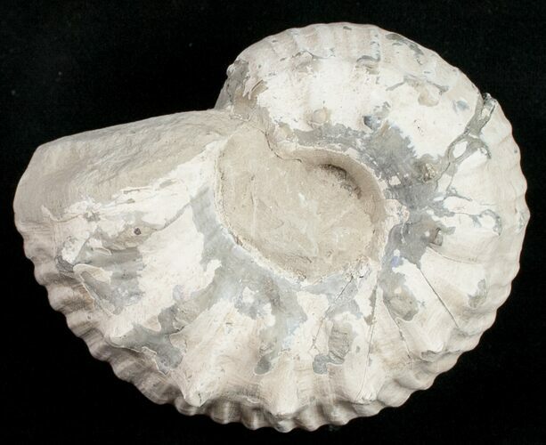 Liparoceras Ammonite - Very D #10709